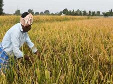 National Farmers' Day: Know The Date, History And Significance Of Kisan Diwas
