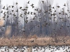 The United Nations Day: The Day to Mark Peace and Cooperation Among Nations 