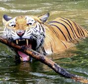 World Tiger day: India with 2967 Tigers Leading The World