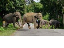 World Elephant Day 2022