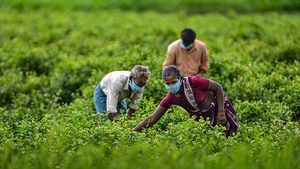 India's effort to boost agriculture and farmers' income: know schemes run by the government