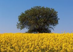 Environmental release of GM Mustard gets approval; All You Need to Know 