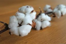 World Cotton Day 2022: An Opportunity to recognize the global importance of this special fiber 