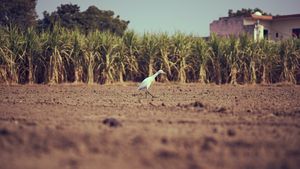 India to lead global sugar sector in International Sugar Organisation (ISO) for 2024 