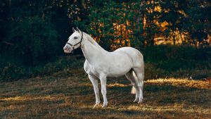 National Horse Day; History, Significance and Celebration