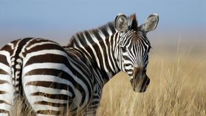 International Zebra Day; Origin, Significance and more