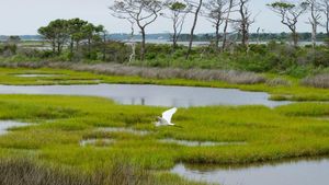 World Wetland Day 2024; History, Importance and more