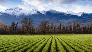 Understanding the Differences Between Natural and Organic Farming