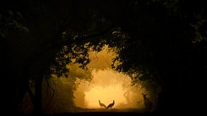  List of National Parks in India: Preserving Nature's Treasures