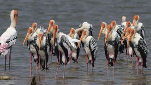 List of Saltwater Lakes in India, Their Ecological and Economic Importance