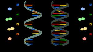 Nobel Prize 2024: Victor Ambros and Gary Ruvkun Win 2024 Nobel Prize for Breakthrough in Gene Regulation
