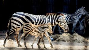 International Zebra Day 2025: A Call for Wildlife Conservation