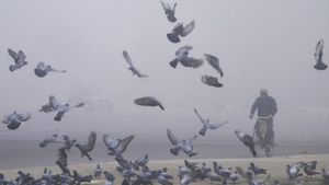 How Warm or Cool is Bangalore on January 11, 2025?
