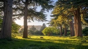 Forests for a Sustainable Future: Why World Forestry Day Matters