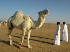 ಬರೀ ಸೌದಿ, ದುಬೈ ಮಾತ್ರವಲ್ಲ... ಈ ರಾಷ್ಟ್ರಗಳಲ್ಲೂ ಚಿಕ್ಕ ಚಿಕ್ಕ ಕೆಲಸಕ್ಕೆ ಹೆಚ್ಚು ಸಂಬಳ ಪಡೆಯಬಹುದು !