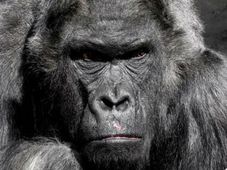 ಬ್ಯಾಡ್ ಬಾಸ್ ಎಂದು ಮುಖಸಿಂಡರಿಸಿಕೊಳ್ಳಬೇಡಿ, ಅವರಿಂದ ಎಷ್ಟೆಲ್ಲಾ ಪ್ರಯೋಜನವಿದೆ ಗೊತ್ತಾ?