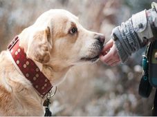 ಪ್ರಾಣಿ ಪ್ರಿಯರು ನೀವಾಗಿದ್ದರೆ ಈ ಕೆರಿಯರ್ ನಿಮ್ಮದಾಗಿಸಿಕೊಳ್ಳಬಹುದು