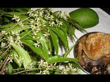 Essay On Ugadi Festival In Kannada : ಯುಗಾದಿ ಹಬ್ಬದ ಕುರಿತು ಪ್ರಬಂಧ ಬರೆಯಲು ಇಲ್ಲಿದೆ ಮಾಹಿತಿ