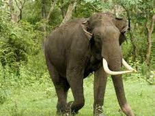 World Elephant Day 2022 History : ವಿಶ್ವ ಆನೆ ದಿನದ ಇತಿಹಾಸವೇನು ಗೊತ್ತಾ ?