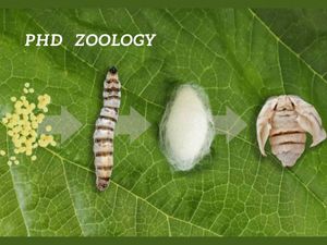 जूलॉजी में पीएचडी कैसे करें Career in PHD Zoology