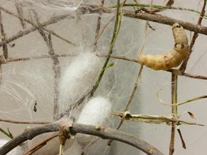 What is Silk Technology Engineer and its scope