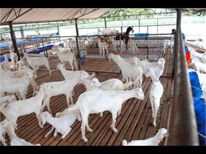 Certificate Course in Laboratory Animal Science
