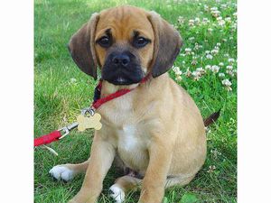 University of Edinburgh offers course on Animal Behaviour and Welfare