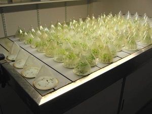 What is Plant Physiology? - Scope and Career opportunities