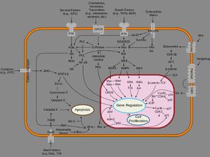 Online course on Introduction to Systems Biology for free: Mount Sinai