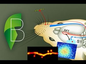 Learn Cellular Mechanisms of Brain Function in this Online Course