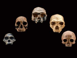 Arizona State University Offers Online Course On Human Origins