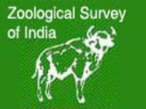 Zoological Survey Of India: Apply For 225 Technical Assistants, Zoological Assistants Through SSC