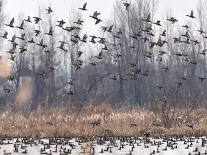 List of Ramsar Sites in India: Ramsar Convention on Wetlands
