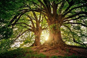 List Of State Wise Trees In India: Some Interesting Facts On Indian Trees