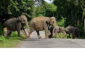 World Elephant Day 2022