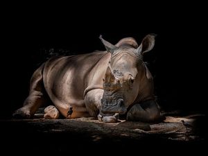 World Rhino Day 2022: History, Significance, Facts, and Celebrations