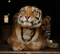 WORLD ANIMAL WELFARE DAY: History, Theme, Significance & More