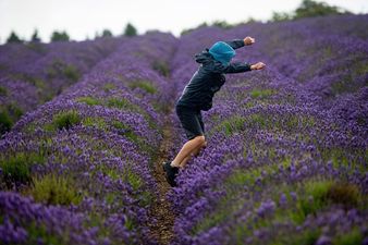 Purple Revolution: How Jammu and Kashmir farmers are benefitting from the Purple Revolution 