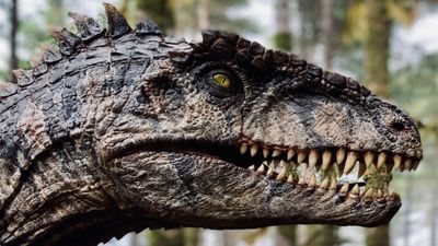 What Is the Difference Between Cold-Blooded and Warm-Blooded Animals? 