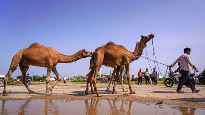 Why can't animals communicate like human? 
