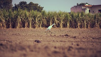 India to lead global sugar sector in International Sugar Organisation (ISO) for 2024 