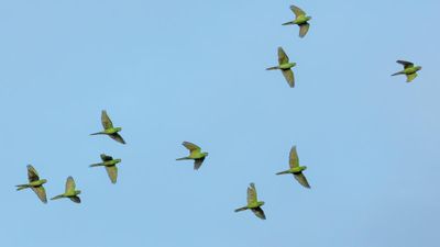 National Bird Day 2024: History, Importance, and Celebrations