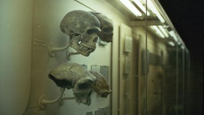 World anthropology day 2024; History, Significance and Celebration