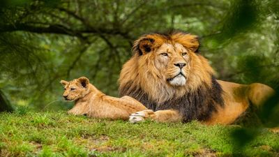 World Wildlife Day 2024: Date, History, Theme and Significance