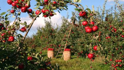 Natural Farming: Career Scope, Job Opportunities, Earnings, Investment, and Other Details