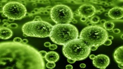 From Tuberculosis to UTIs: 10 Common Bacterial Diseases You Should Know