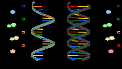 Nobel Prize 2024: Victor Ambros and Gary Ruvkun Win 2024 Nobel Prize for Breakthrough in Gene Regulation