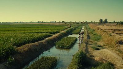 Understanding Major Crops Grown in Alluvial Plains and Their Agricultural Significance
