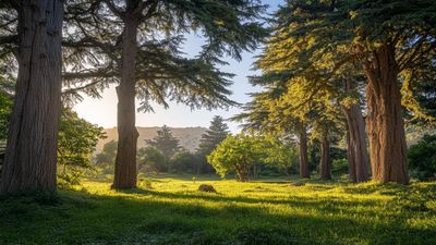 Forests for a Sustainable Future: Why World Forestry Day Matters