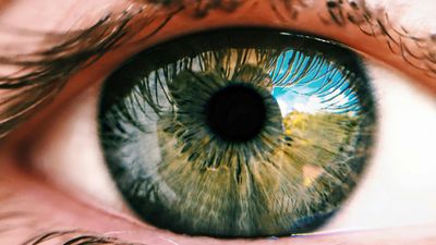 Elon Musk's Neuralink Set to Restore Sight to the Blind with Blindsight by 2025